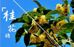 桂花糖
